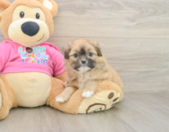 6 week old Shih Pom Puppy For Sale - Seaside Pups
