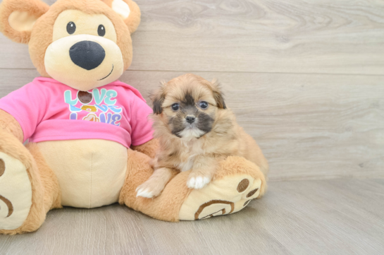 Cute Shih Pom Baby