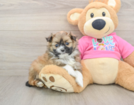 6 week old Shih Pom Puppy For Sale - Seaside Pups
