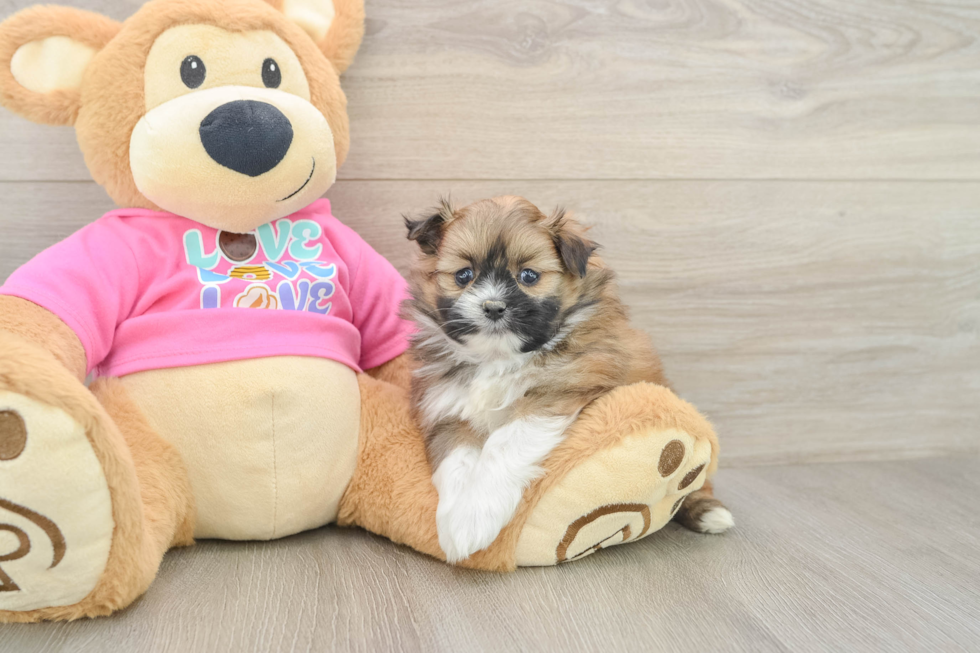 Shih Pom Pup Being Cute