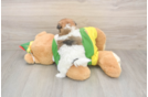 Shih Pom Puppy for Adoption