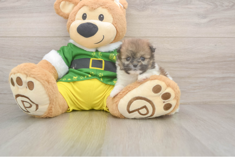 Fluffy Shih Pom Designer Pup