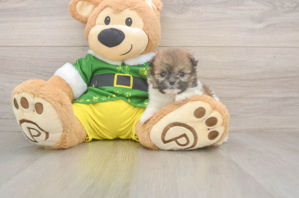 5 week old Shih Pom Puppy For Sale - Seaside Pups