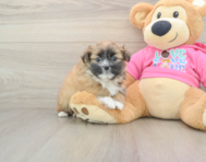 6 week old Shih Pom Puppy For Sale - Seaside Pups