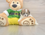5 week old Shih Pom Puppy For Sale - Seaside Pups