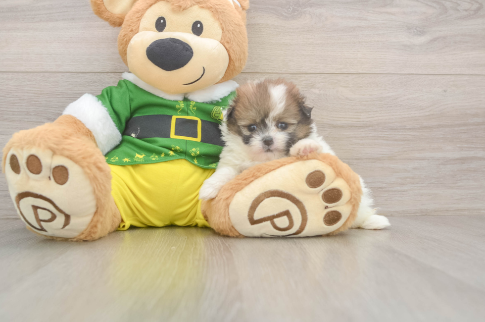 5 week old Shih Pom Puppy For Sale - Seaside Pups