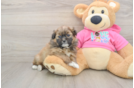 Petite Shih Pom Designer Pup