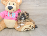 8 week old Shih Pom Puppy For Sale - Seaside Pups