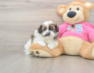 8 week old Shih Pom Puppy For Sale - Seaside Pups
