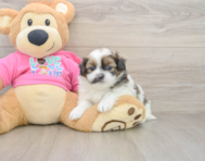 8 week old Shih Pom Puppy For Sale - Seaside Pups