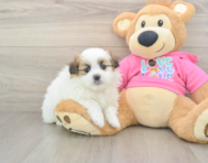 6 week old Shih Pom Puppy For Sale - Seaside Pups