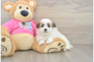 Sweet Shih Pom Baby