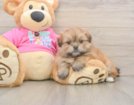 5 week old Shih Pom Puppy For Sale - Seaside Pups