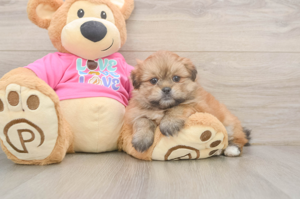5 week old Shih Pom Puppy For Sale - Seaside Pups