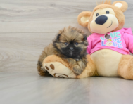 5 week old Shih Pom Puppy For Sale - Seaside Pups