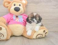 5 week old Shih Pom Puppy For Sale - Seaside Pups
