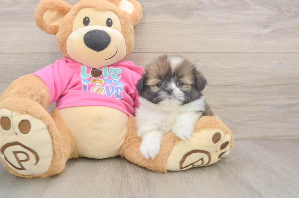 5 week old Shih Pom Puppy For Sale - Seaside Pups