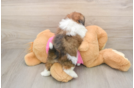 Popular Shih Pom Designer Pup
