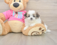 5 week old Shih Pom Puppy For Sale - Seaside Pups