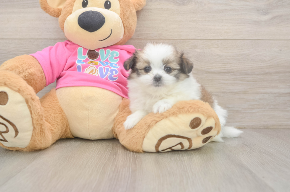 5 week old Shih Pom Puppy For Sale - Seaside Pups