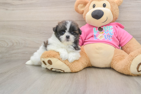 Shih Pom Pup Being Cute