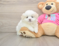 5 week old Shih Pom Puppy For Sale - Seaside Pups