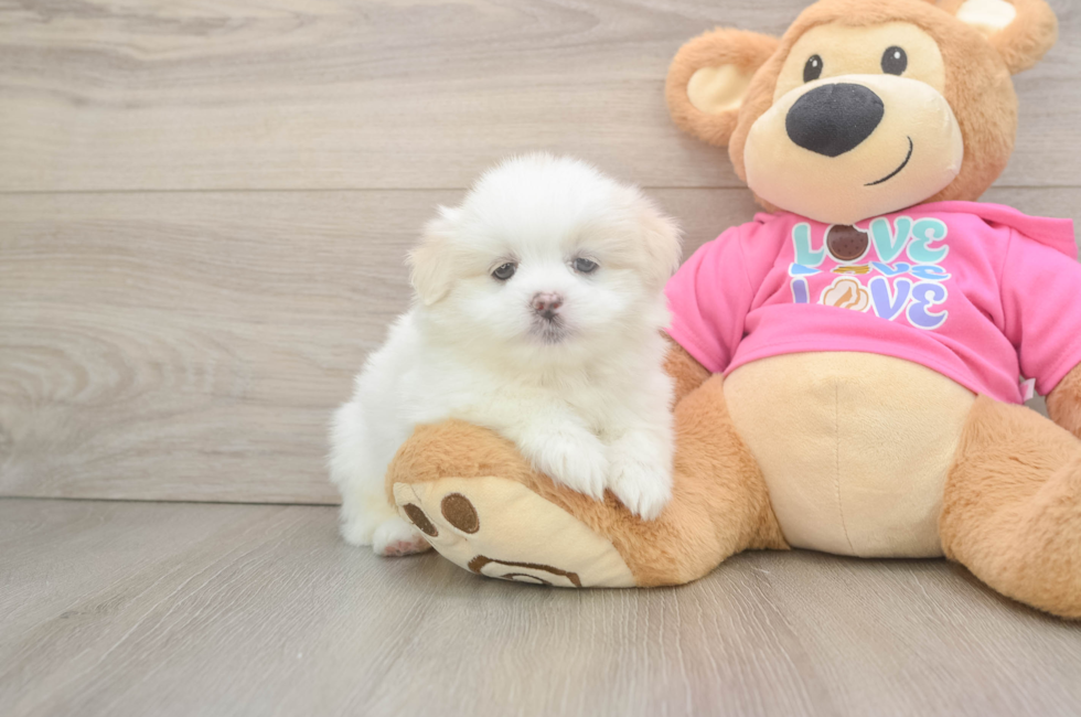 5 week old Shih Pom Puppy For Sale - Seaside Pups