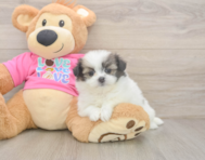 5 week old Shih Pom Puppy For Sale - Seaside Pups