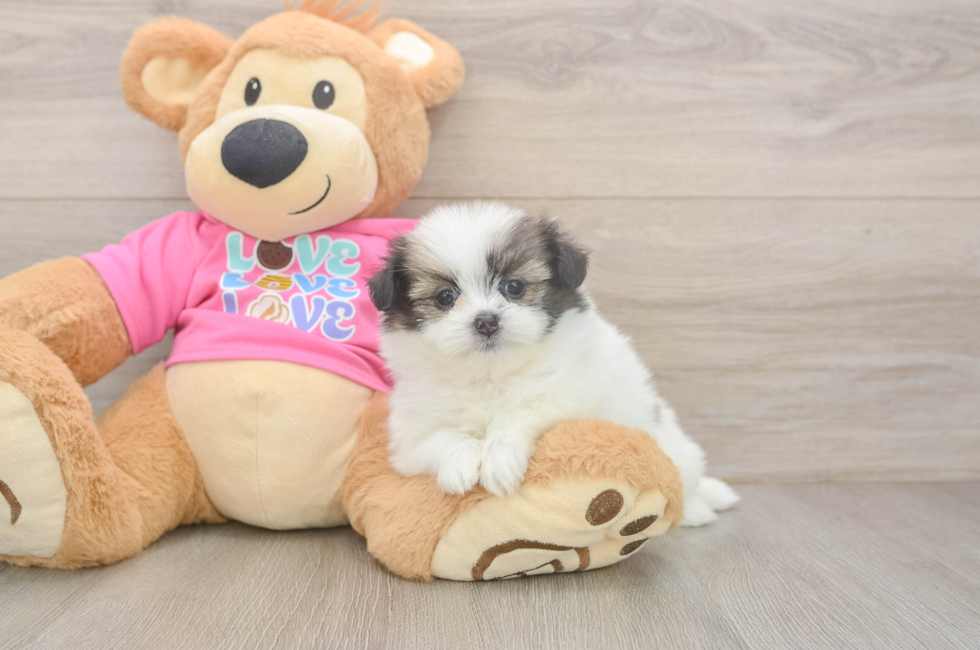 5 week old Shih Pom Puppy For Sale - Seaside Pups
