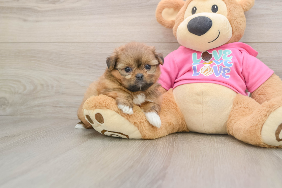 Fluffy Shih Pom Designer Pup