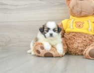 5 week old Shih Pom Puppy For Sale - Seaside Pups