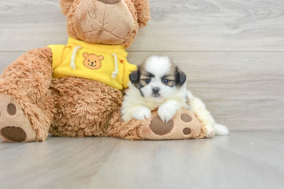 Shih Pom Pup Being Cute