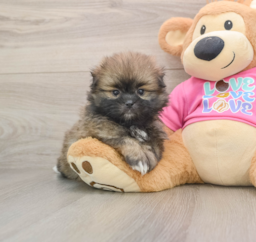 5 week old Shih Pom Puppy For Sale - Seaside Pups