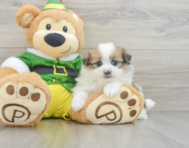 5 week old Shih Pom Puppy For Sale - Seaside Pups