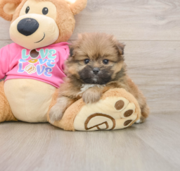 5 week old Shih Pom Puppy For Sale - Seaside Pups