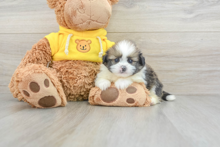 Shih Pom Puppy for Adoption