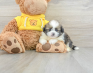 5 week old Shih Pom Puppy For Sale - Seaside Pups