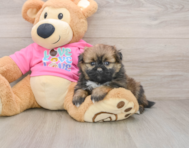 7 week old Shih Pom Puppy For Sale - Seaside Pups