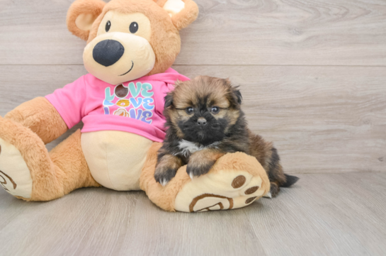 Popular Shih Pom Designer Pup