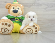 6 week old Shih Pom Puppy For Sale - Seaside Pups