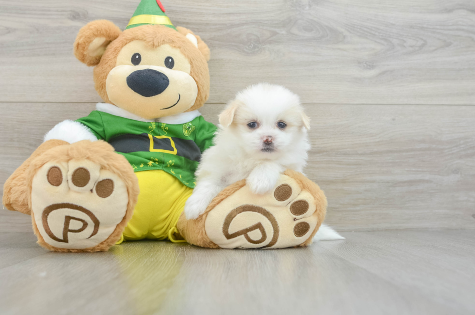 6 week old Shih Pom Puppy For Sale - Seaside Pups