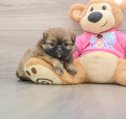 5 week old Shih Pom Puppy For Sale - Seaside Pups