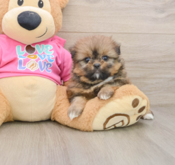 6 week old Shih Pom Puppy For Sale - Seaside Pups