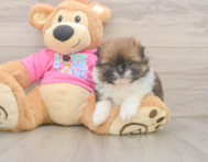 5 week old Shih Pom Puppy For Sale - Seaside Pups