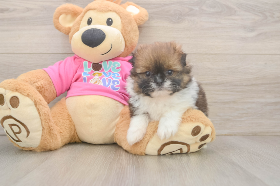 5 week old Shih Pom Puppy For Sale - Seaside Pups