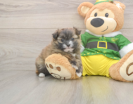 5 week old Shih Pom Puppy For Sale - Seaside Pups
