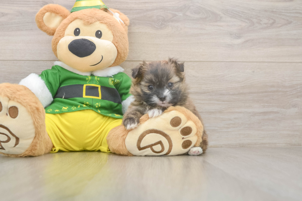Playful Pomshi Designer Puppy