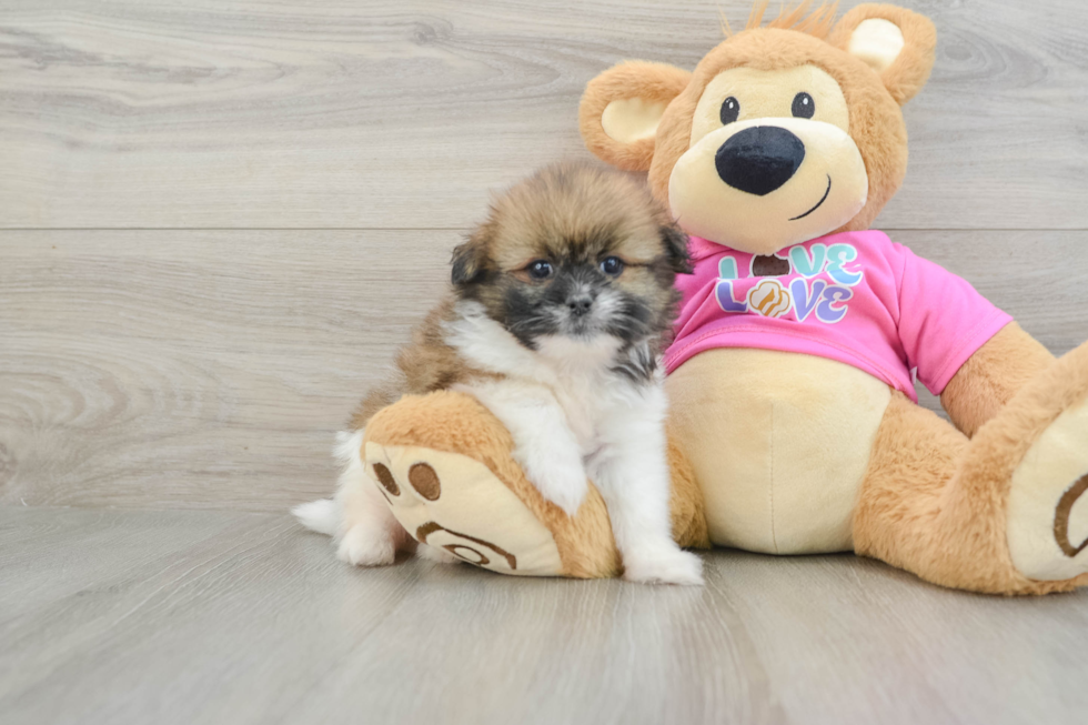 Shih Pom Puppy for Adoption