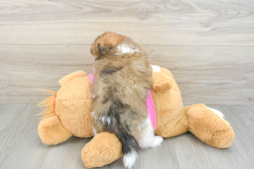 Shih Pom Puppy for Adoption