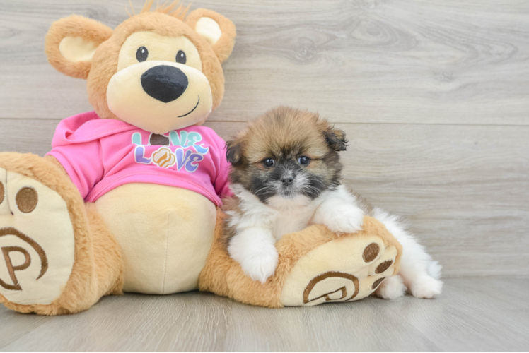 Funny Shih Pom Designer Pup